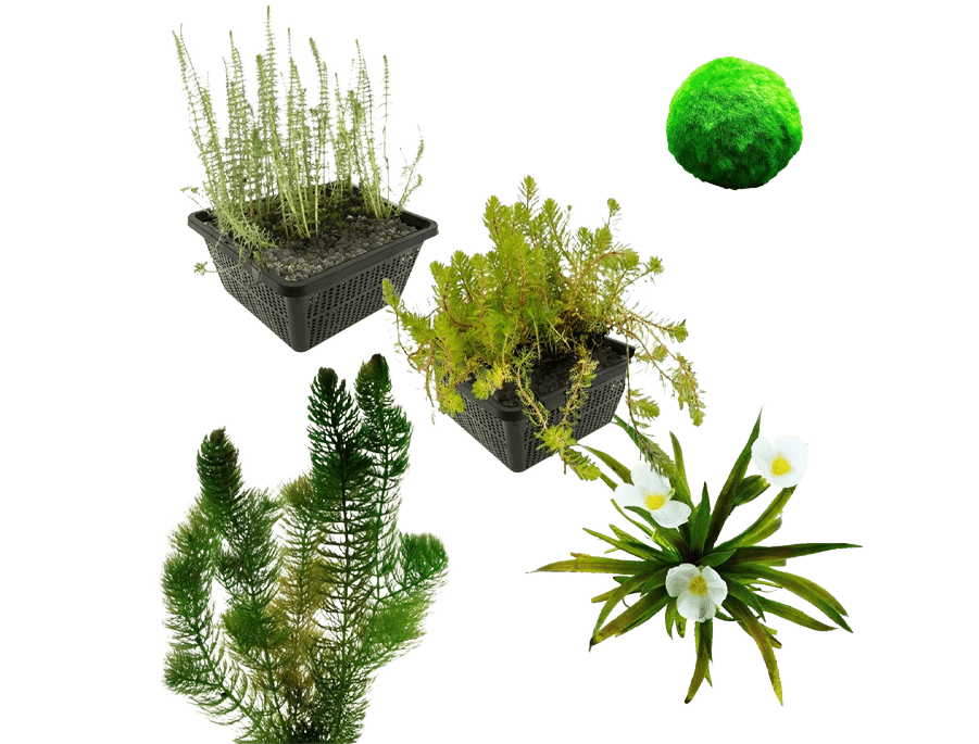 zuurstofplanten Zuurstofplanten