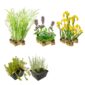 Inheems Filterplanten Pakket 2-3 m2