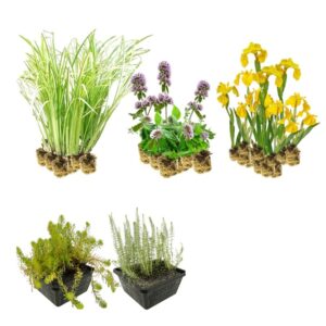 Inheems Filterplanten Pakket 8-12 m2