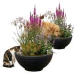 PET POND 2 stuks Buiten Waterbak Drinkbak voor Hond Kat Vogels