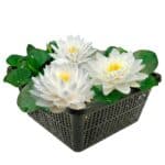 Nymphaea Bambi