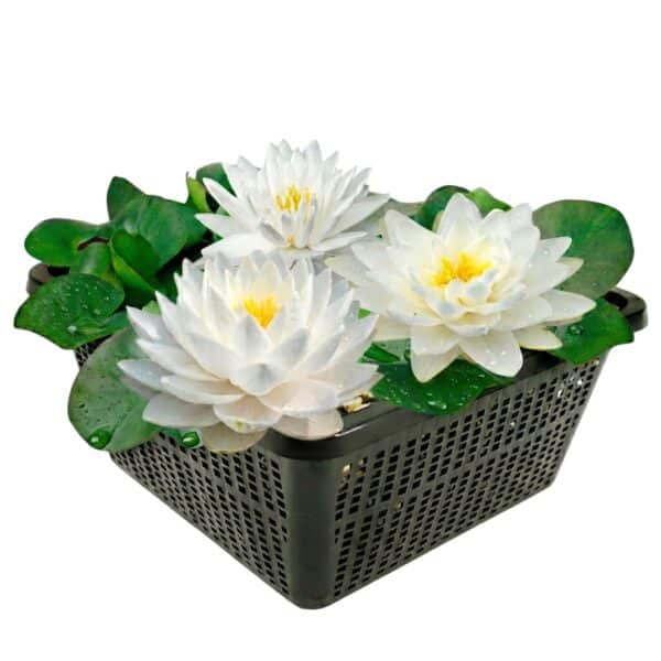 Nymphaea Bambi Nymphaea Bambi