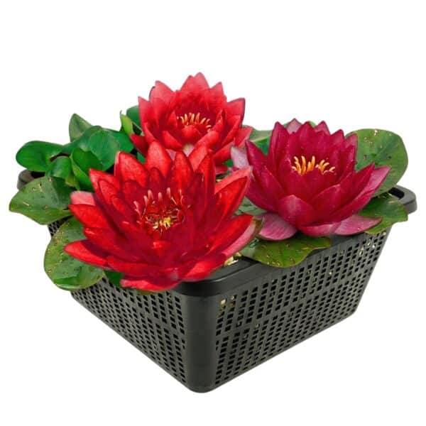 Nymphaea Petroula Nymphaea Petroula
