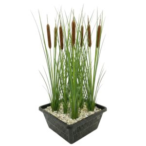 Smalle Lisdodde