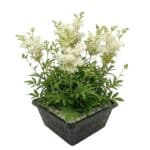 Moerasspirea