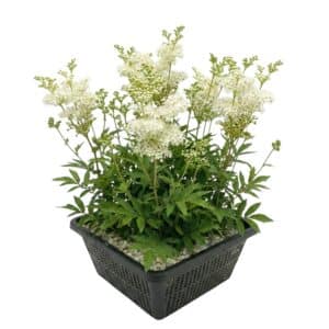 Moerasspirea