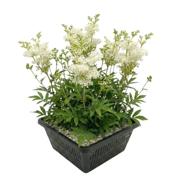 Moerasspirea Moerasspirea
