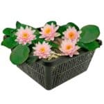 Roze Dwergwaterlelie