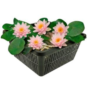 Roze Dwergwaterlelie