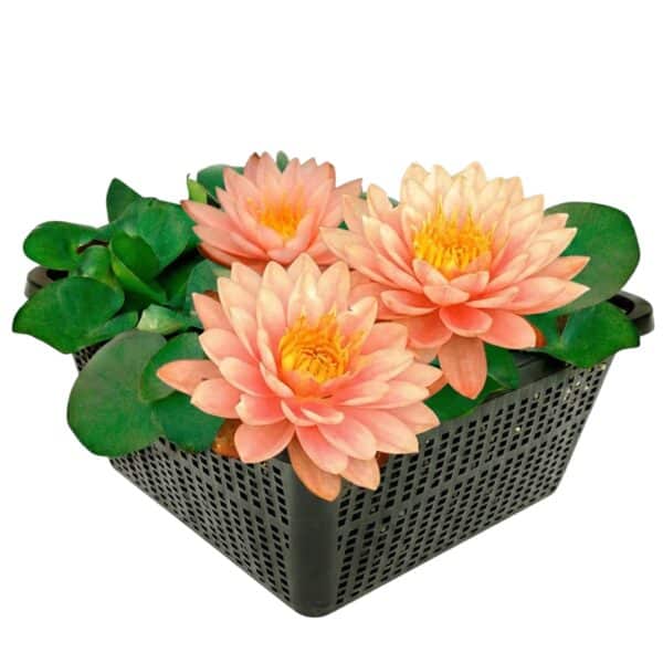 Nymphaea Iryna Nymphaea Iryna