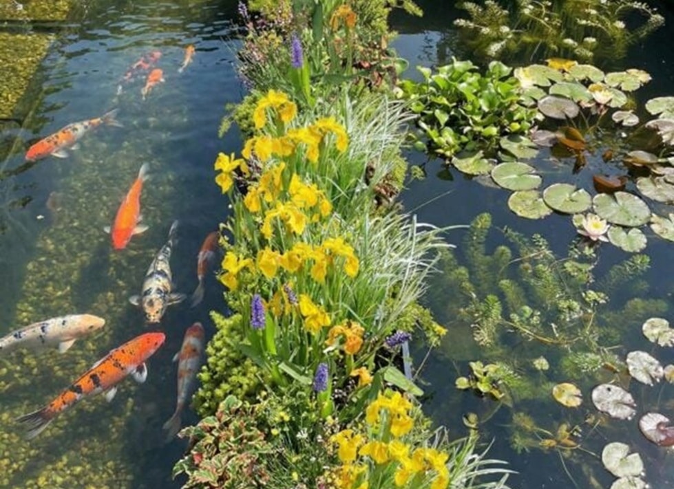 Barrys koi muur Barrys Koi-Wand