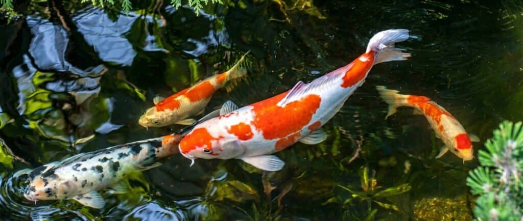 Koi vissen Koi-Fische
