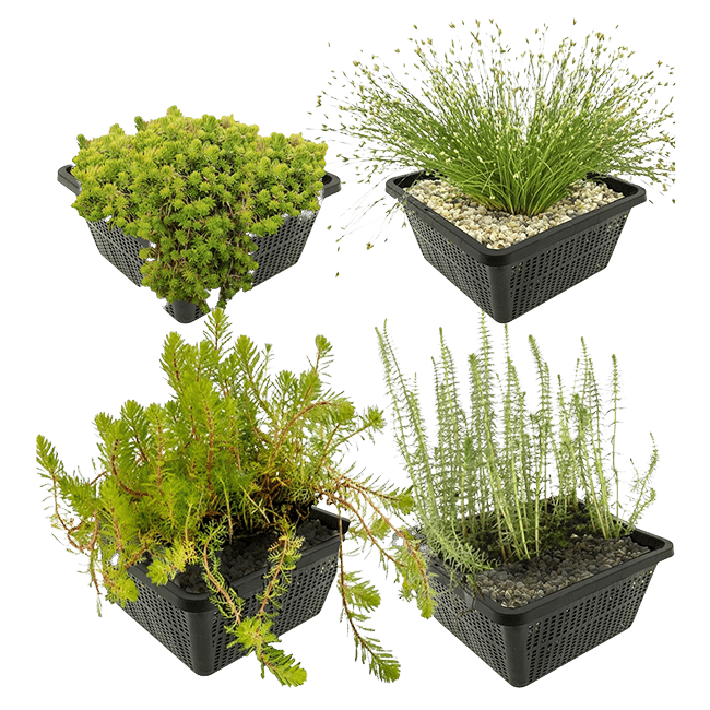 Manden-zuurstofplanten Zuurstofplanten in manden