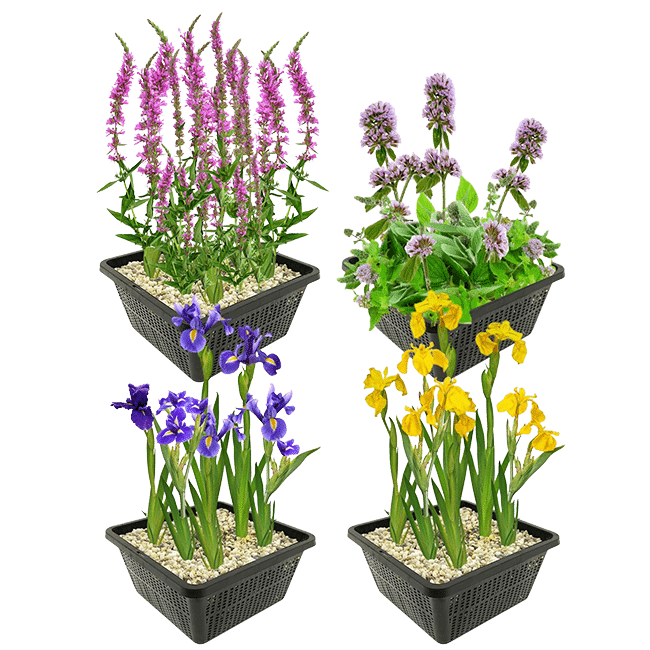 Moerasplanten Moerasplanten