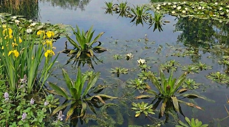 Natuurvijver Tim Natuurvijver Tim