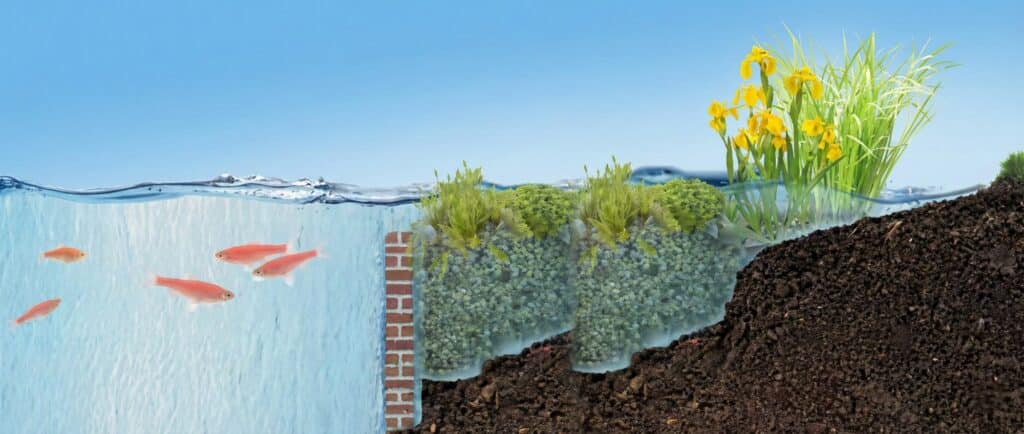 Plantenfilter beplanting Bepflanzung für Pflanzenfilter
