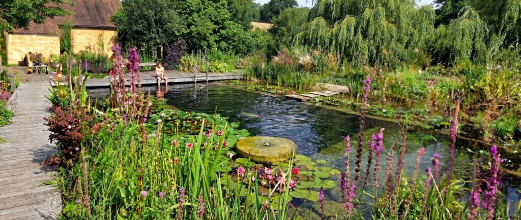 Waterlelie plantenfilter Seerosen-Pflanzenfilter