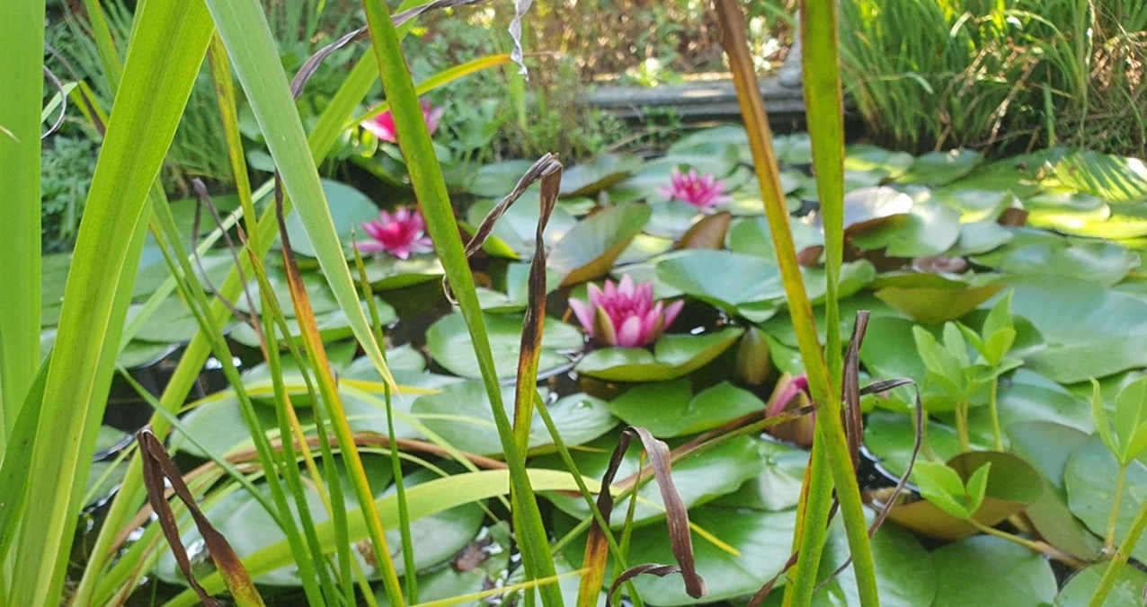 Waterlelies review Elize Waterlelies review Elize
