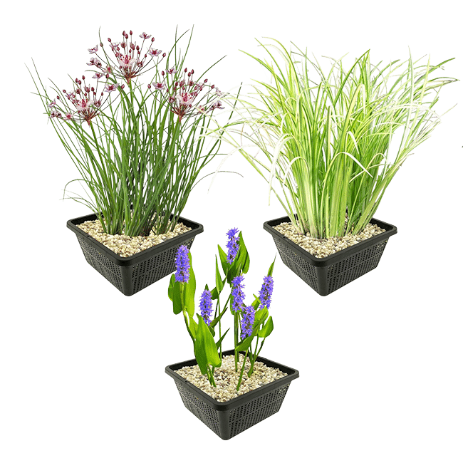 waterplanten Waterplanten