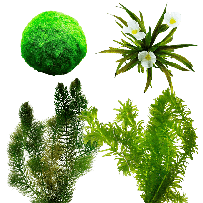 zuurstofplanten Zuurstofplanten
