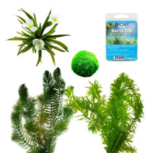 Algen Bestrijden Pakket 500-1.250L