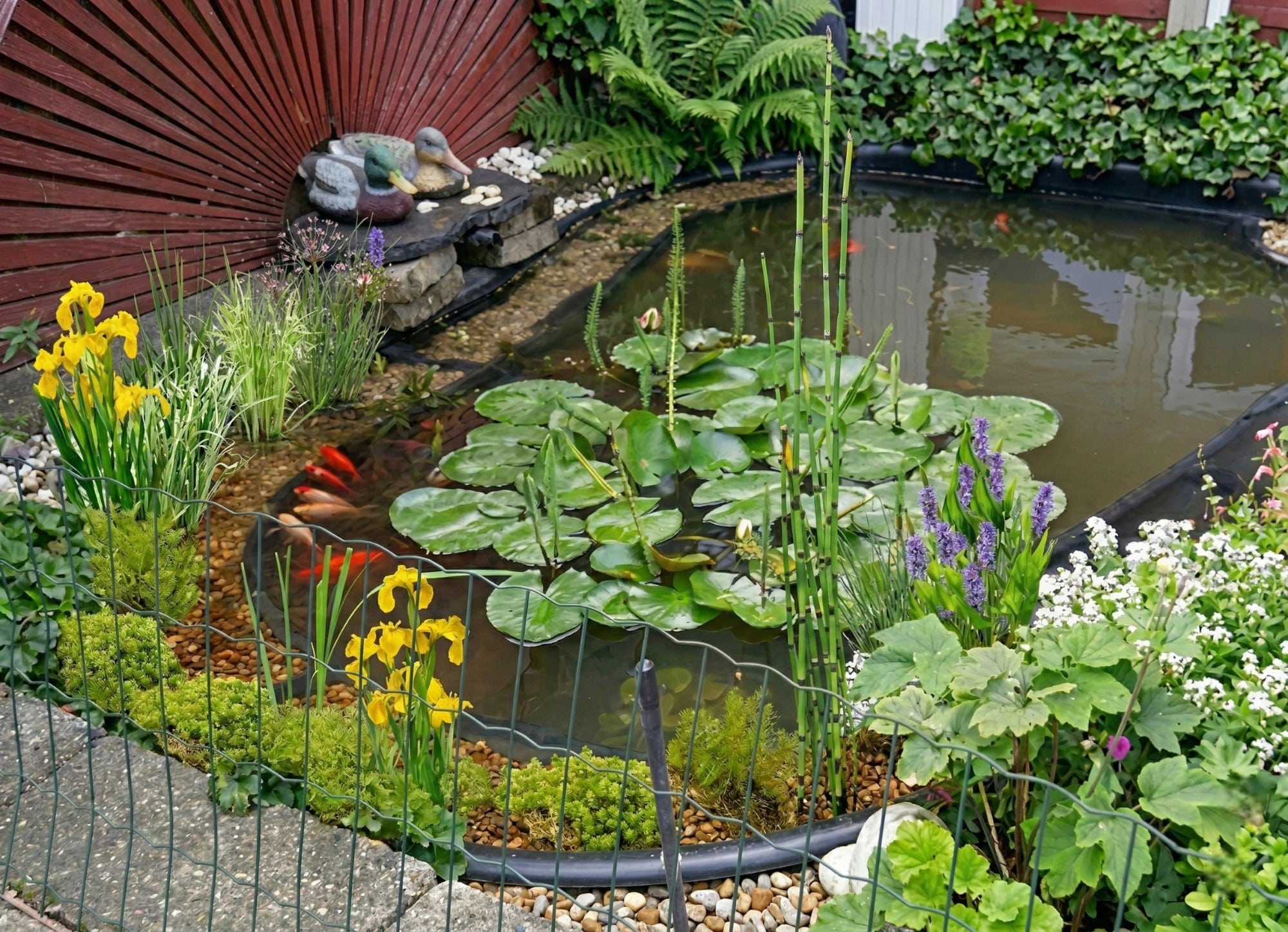 Vijverbak randbeplanting Vijverbak randbeplanting