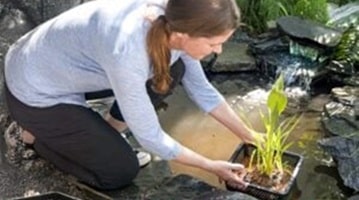 Vijverplanten verpotten Vijverplanten verpotten